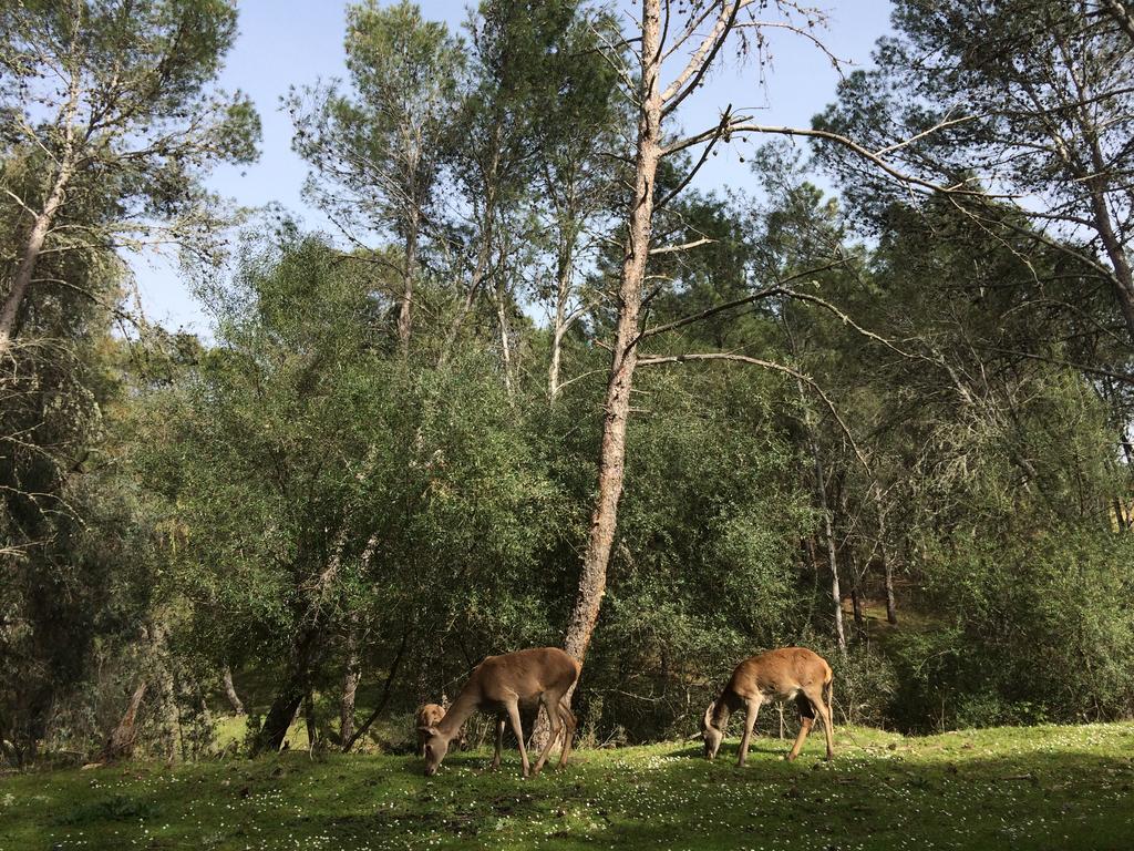 La Cerca Del Alcornoque Pensionat Casas de Belvis Exteriör bild